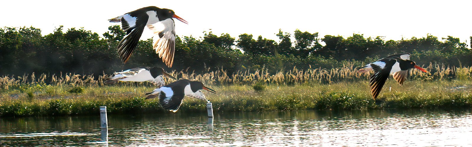 Provided protection by Audubon volunteers, Fort de Soto Park rangers, and Florida Fish & Wildlife Conservation Commission (FWC), Archie and AE were able to fledge two chicks in 2025.
