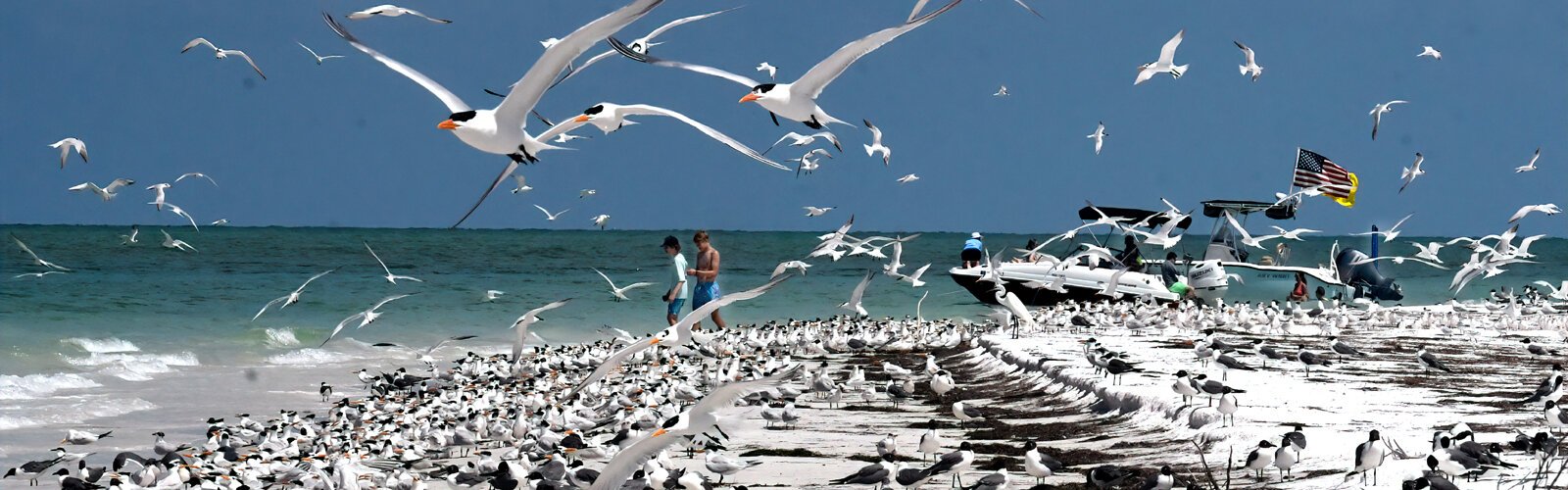 From May to August, thousands of terns and gulls nest on Three Rooker Island, north of Honeymoon Island, stewarded by Audubon volunteers who educate boaters and minimize human disturbances.