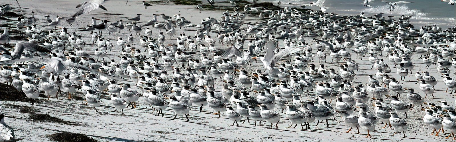  When royal tern and sandwich tern adults momentarily flush due to a disturbance, their flightless chicks band together in a group called a “crèche” that is formed for safety.