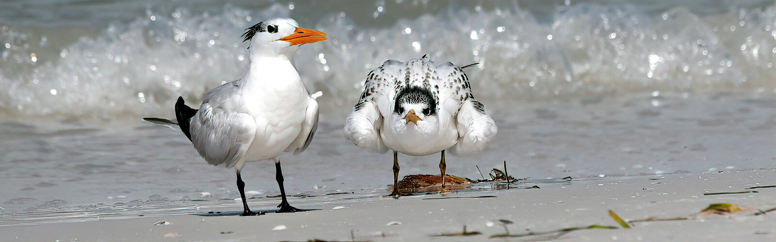 Fattened up with fish brought by its parents, this royal tern fledgling will soon leave its crowded Three Rooker natal beach and follow its family to other Tampa Bay area beaches. 