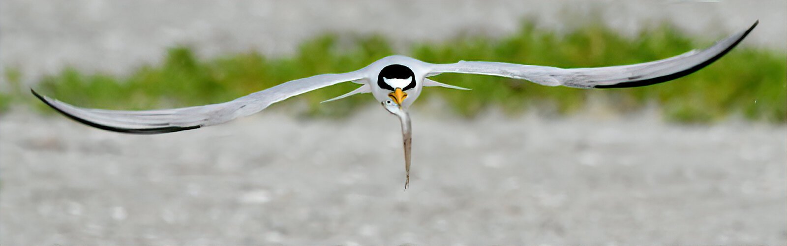 Raising their young in coastal areas, the least terns, the smallest of the terns, are very affected by human disturbance, avian predators, and loss of habitat, which leads many to nest on rooftops. 