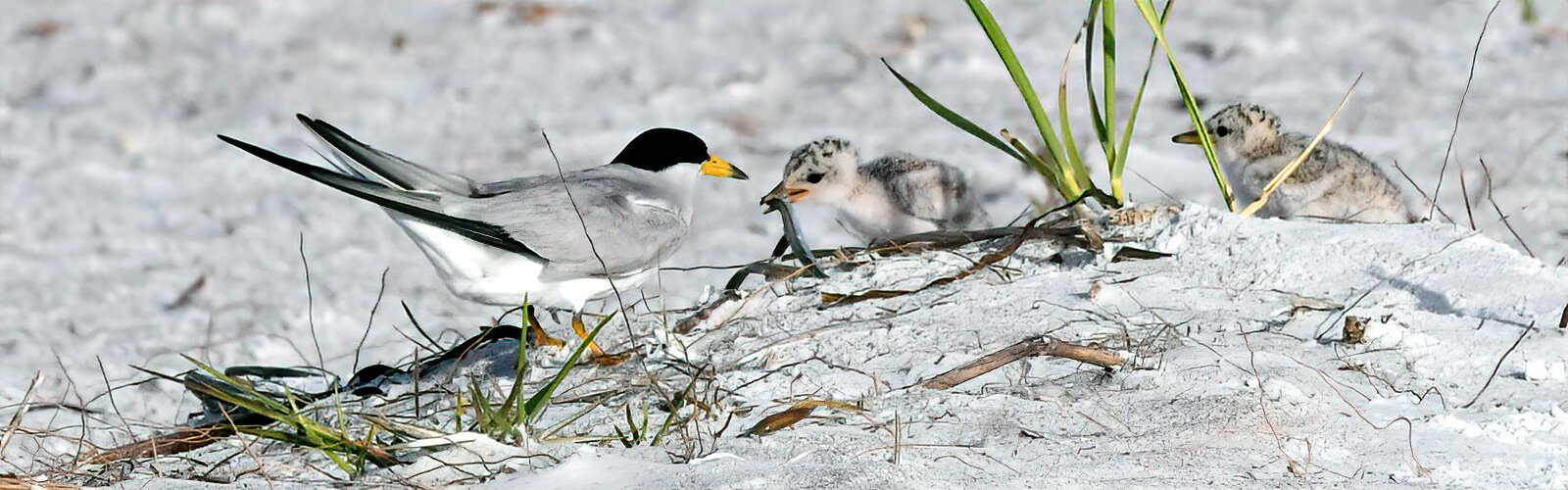 Observed in an Audubon posted area on a Sarasota beach, this week-old chick with a fish is the only survivor that fledged out of four least tern colonies with a total of 134 nests, all predated.