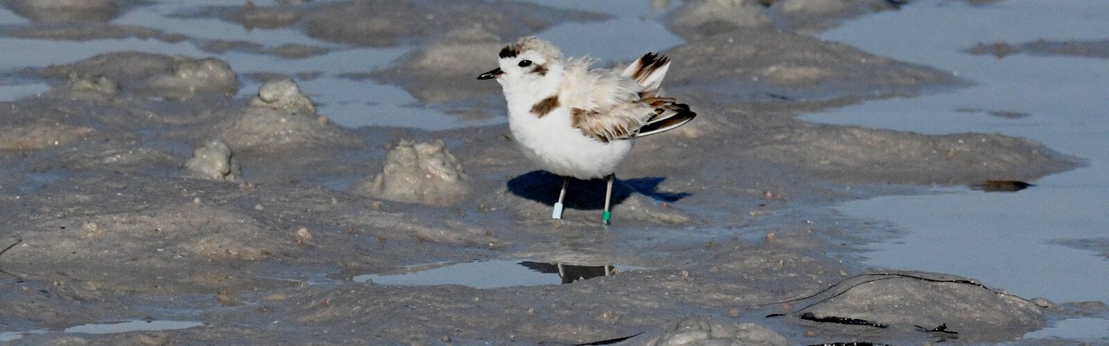  Reports of sighted banded birds tell us that this Snowy Plover, known as LL Cool J, has been commuting between Sanibel Island, where it was born and nested, and Fort de Soto Park.