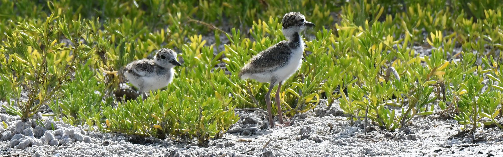At Fort de Soto Park, two Wilson’s plover chicks roam through coastal vegetation where they can quickly hide should a parent that stands guard whistle an alarm call.