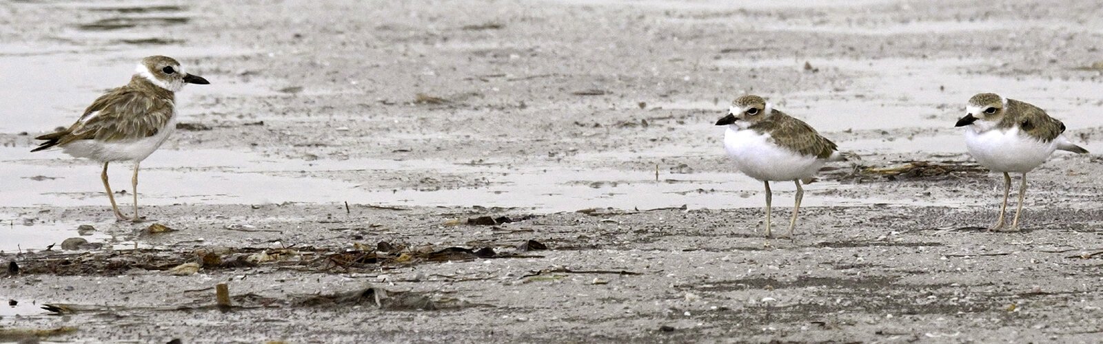 Feeding on their own under the watchful eye of their dedicated mother, the two Wilson’s plover chicks have grown into beautiful independent fledges, a true success story for their species. 
