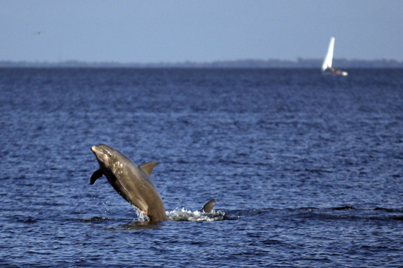 Bottlenose dolphin near Vinoy Park.