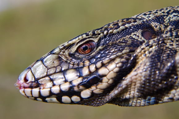 Tegu