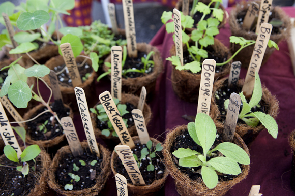Willow Herbal Delight Gardens. - Julie Branaman