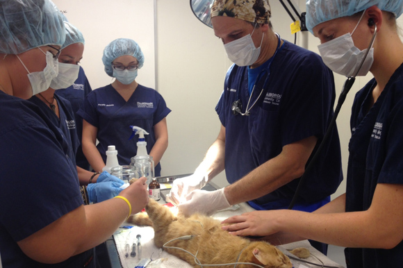Graduate Tampa Bay: HCC's Vet Tech Program Engages Students In Real-World  Experiences