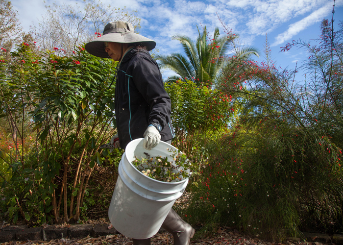 Kai Kai Chang gathers weeds at the butterfly garden at the USF Botanical Gardens.