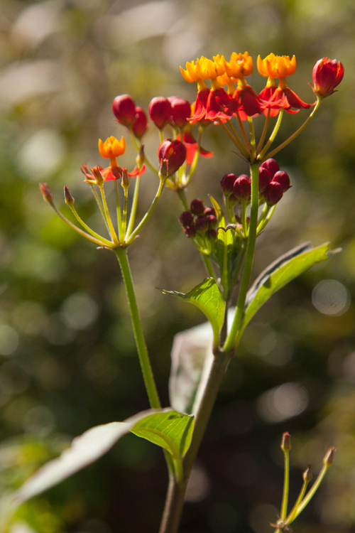 Milkweed is an important source of nutrients for monarchs and other butterflies. 