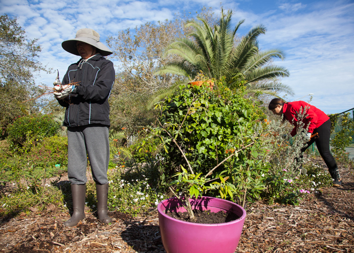 Kai Kai Chang, a caretaker at the butterfly gardens, and Joanne Meredith a volunteer, pull ivy amongst the milkweed, vital for monarchs.