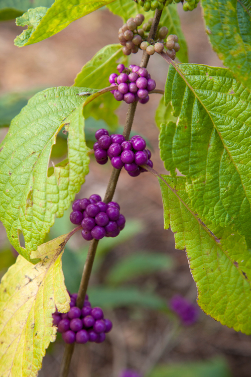 Beautyberry grows in a fall bloom native plant garden at USF.