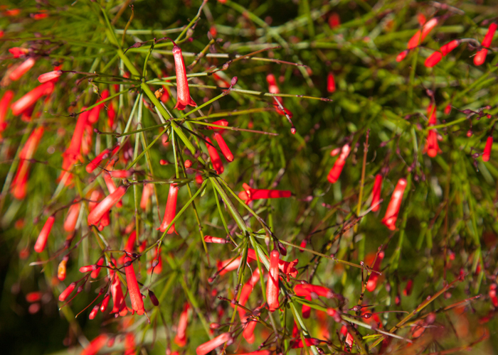 The firecracker plant plant provides nectar for hummingbirds and caterpillars.