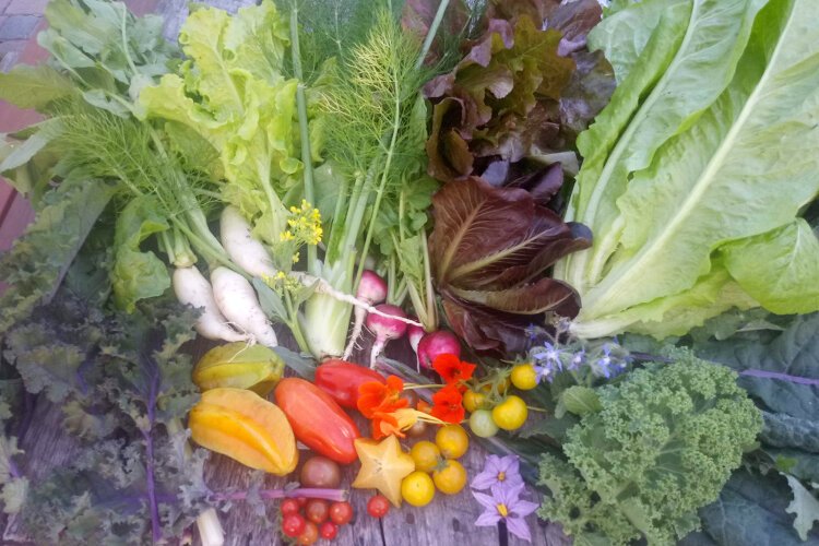 A harvest of star fruit, tomatoes, lettuce and other veggies.