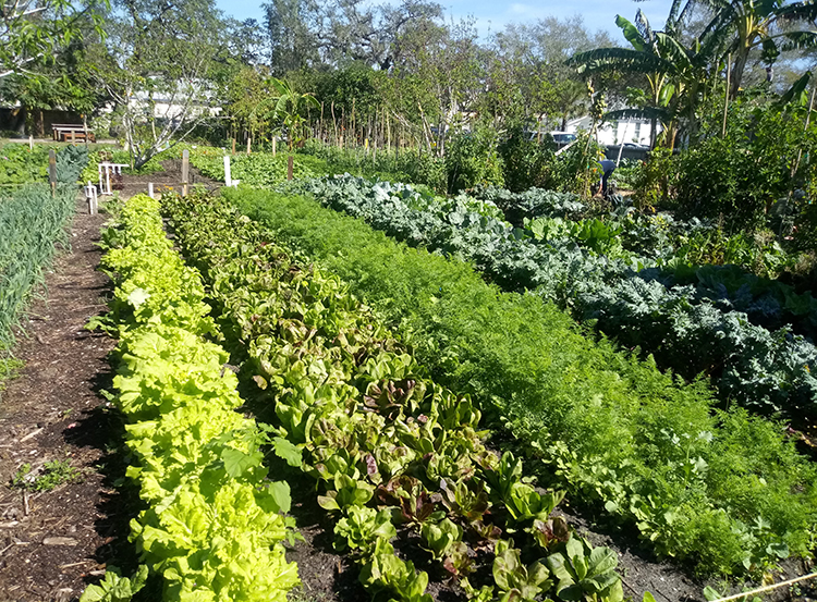 Vegetables are laid out in neat row.