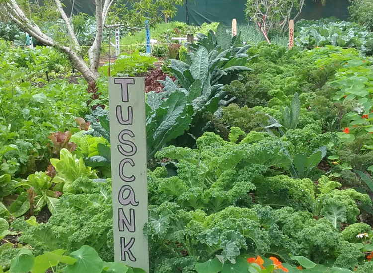 A bounty of vegetables growing in the Urban Food Park.