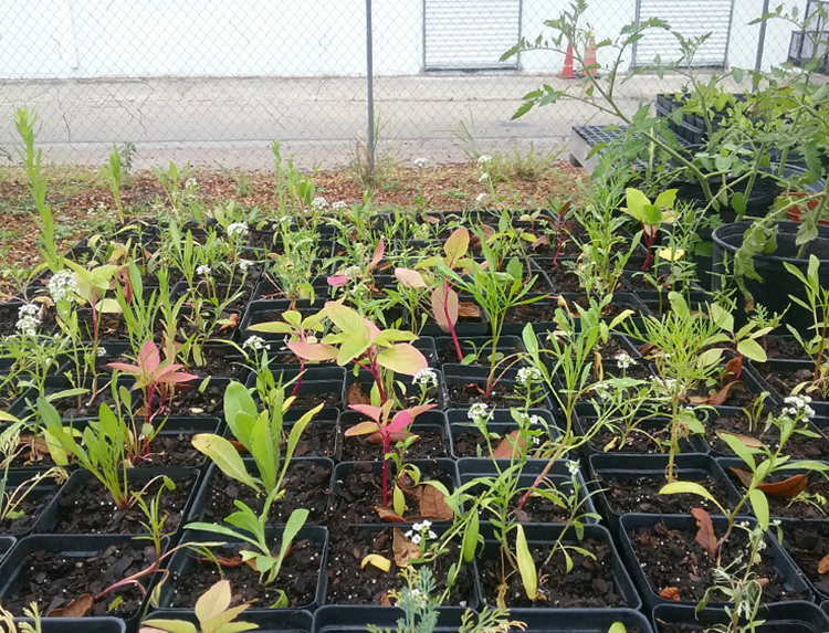 Seedlings ready to go in the ground.