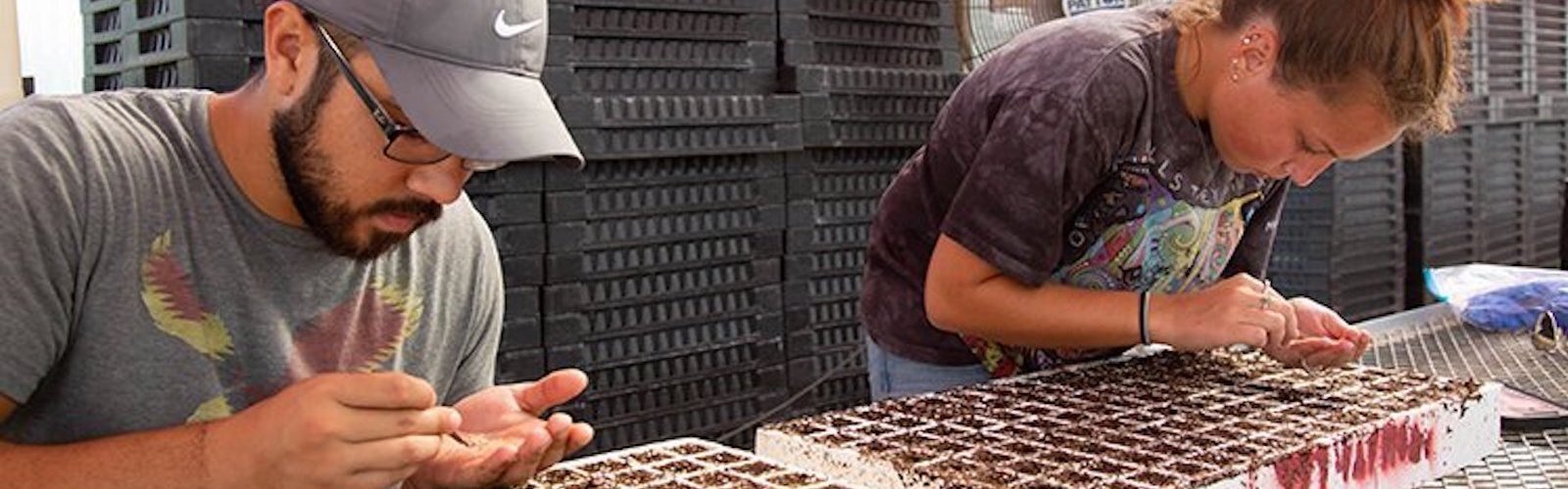 Justin Carter and Hailey Regier plant tomatoes at the Shade House at the UF ag research center near Wimauma in Hillsborough County.