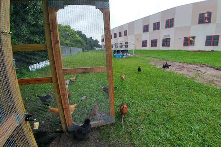 The chicken coop behind Walker Middle School.