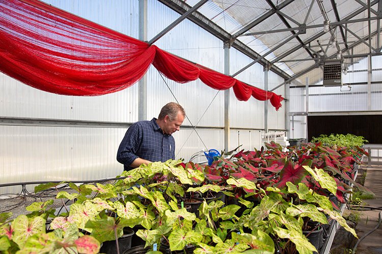 Researcher Nathan Boyd finds ways to lessen our dependence on herbicides.