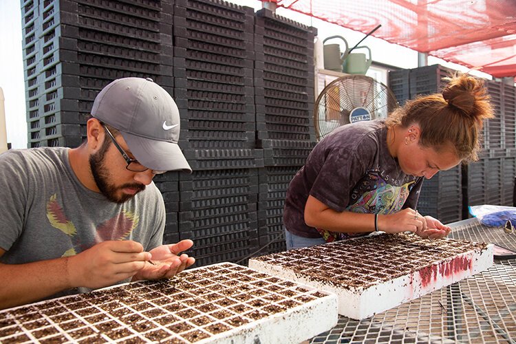 Justin Carter and Hailey Regier plant tomatoes at the Shade House.