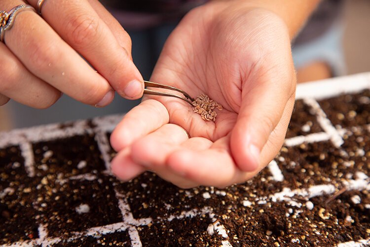 Tomatoes seeds are carefully planted inside the Shade House at the UF/IFAS campus in Wimauma.