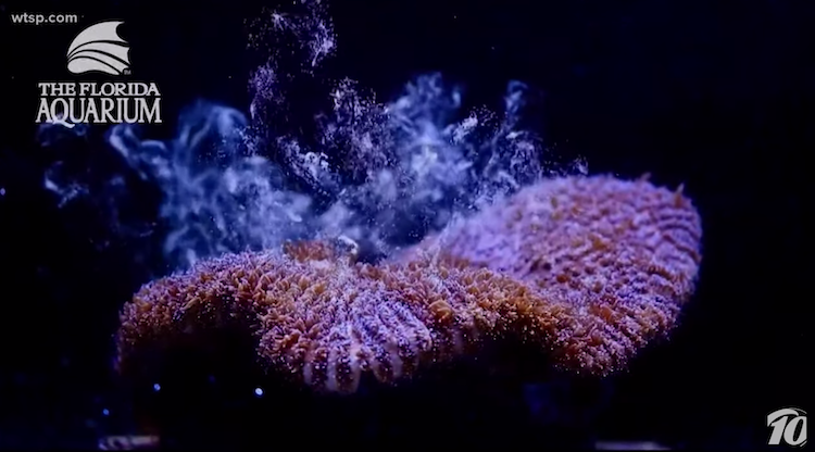 Florida Aquarium reaches scientific breakthrough in growing coral.