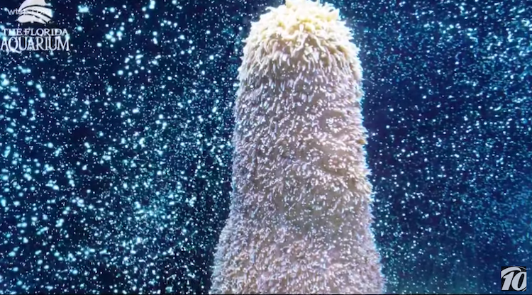 Florida Aquarium in Tampa successfully spawns pillar corals.