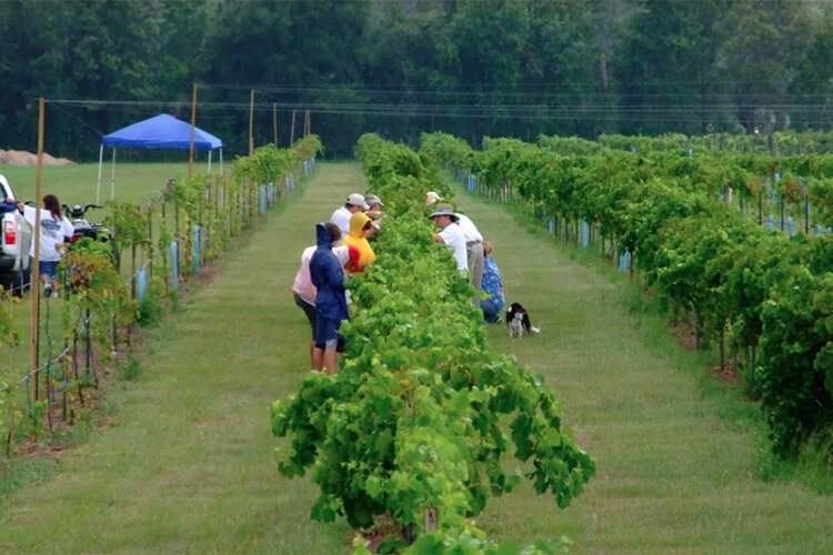 Vineyard grape fields at Strong Tower Vineyard and Winery. 