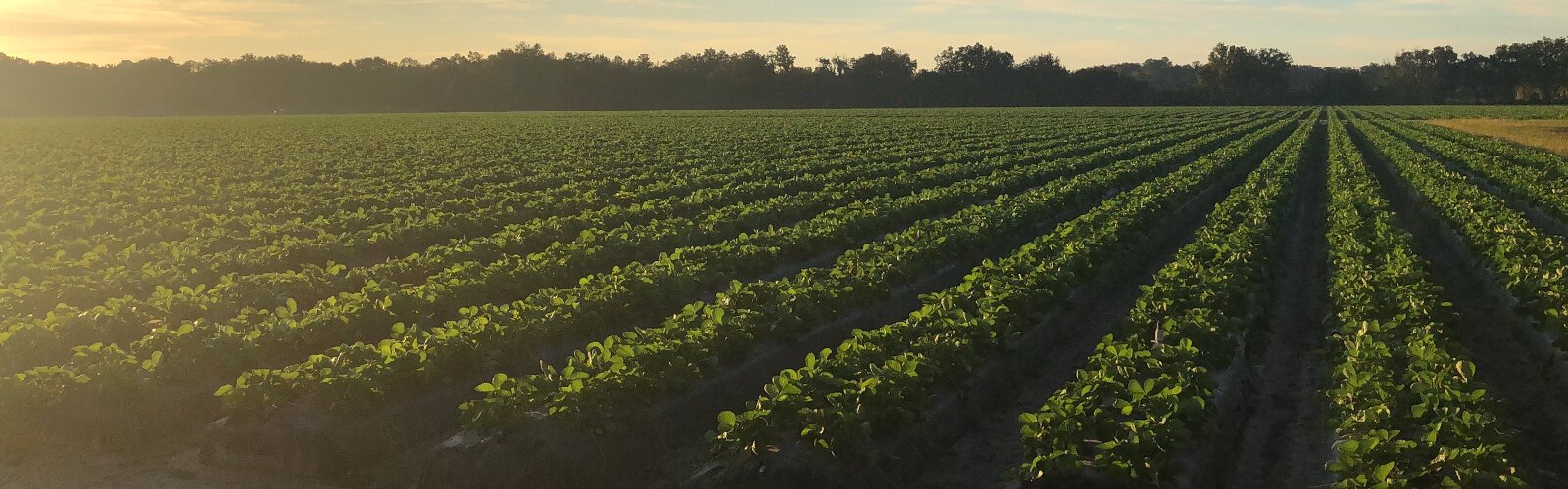 The future of agriculture in the Tampa Bay Area is green and flourishing.