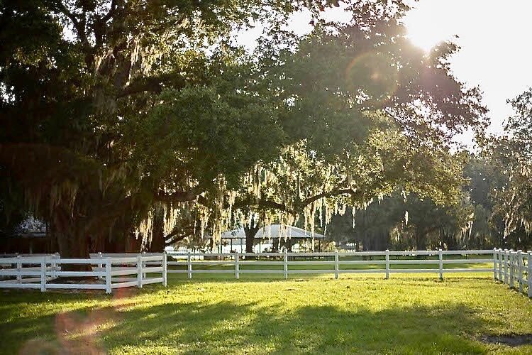 The sun peeks through the trees, highlighting a favorite grazing spot.