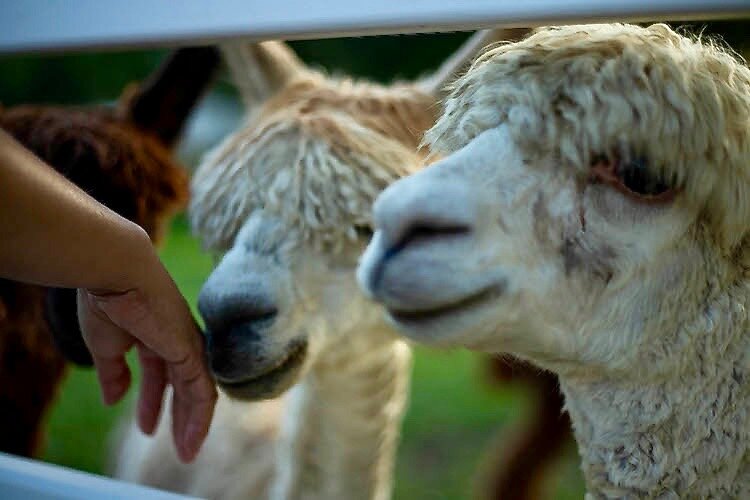 Younger alpacas peeking their heads through the fence awaiting a treat.