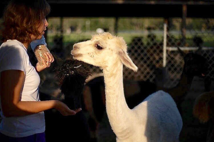 An alpaca happily takes his treat from a tour group member.