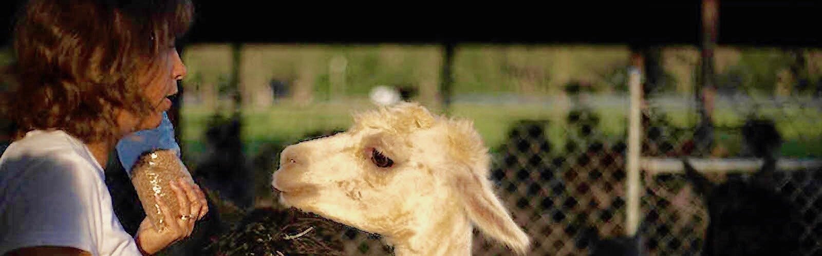 Feeding treats to an eager alpaca at Golden Spirit Alpaca Ranch north of Tampa.