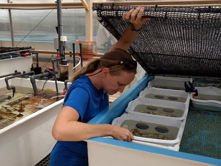 Keri O’Neil, a senior coral scientist with the Florida Aquarium, examines ceramic plates on which newly-spawned coral polyps have implanted.