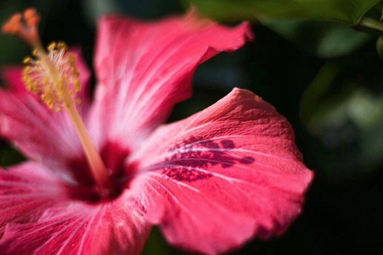 The sun reflecting off one of Sunken Gardens' many vibrant flowers.