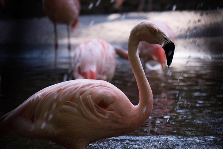 Flamingos splash around at Sunken Gardens in St. Petersburg.