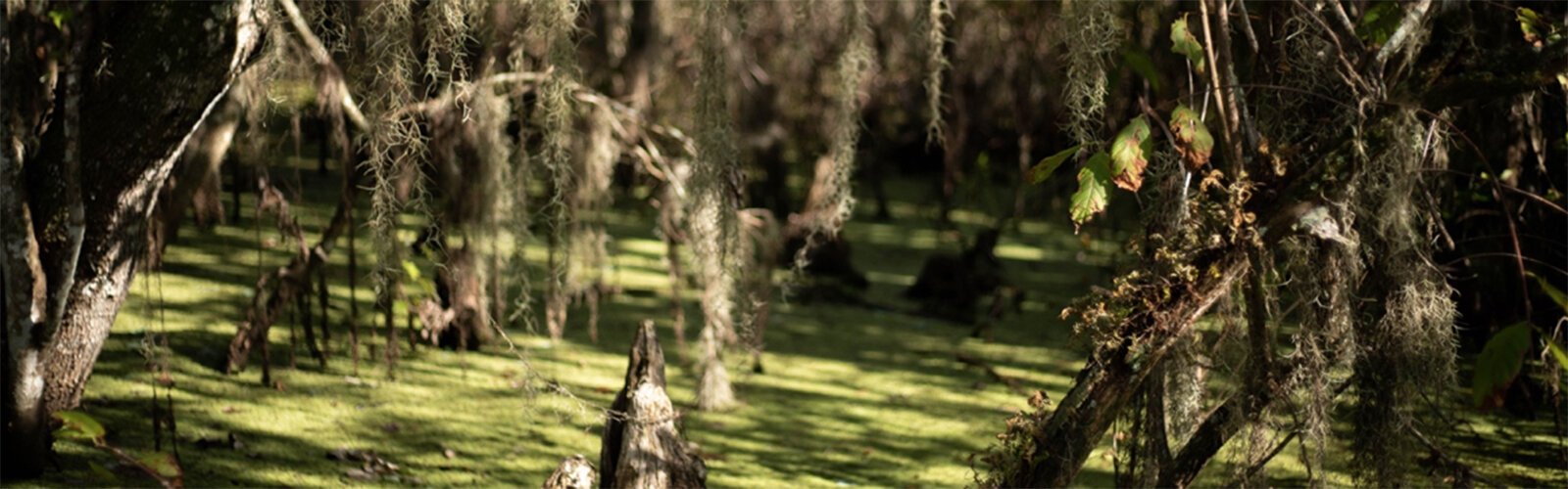 The greenery surrounding Lettuce Lake Park's main boardwalk.