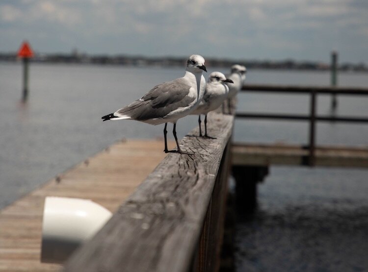 Seagulls flock to Ballast Point Park on Hillsborough Bay.