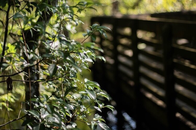 The woods hug the boardwalk at Lettuce Lake Park.