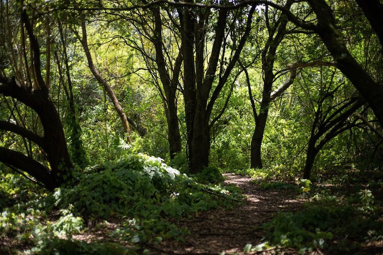 Walking trails wind through McKay Bay Nature Park near Ybor City.