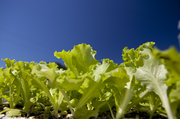 Lettuce from Geraldson Community Farm in Bradentons. - Julie Branaman