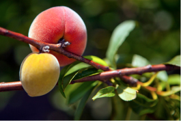 Florida peaches. - Julie Branaman