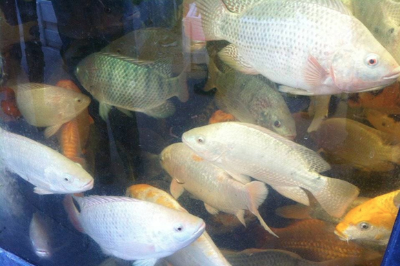 Urban tropical sales fish farm