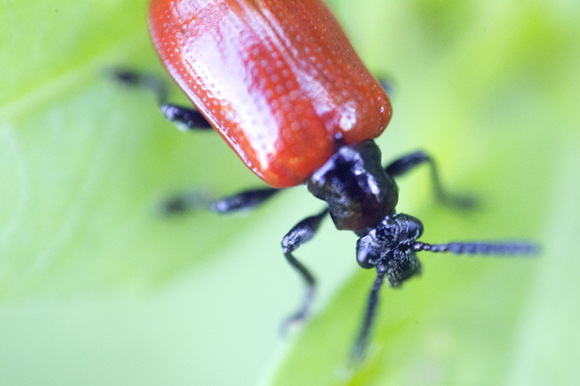 Air Potato Beetle feeds on the air potato in Clearwater. - Julie Branaman