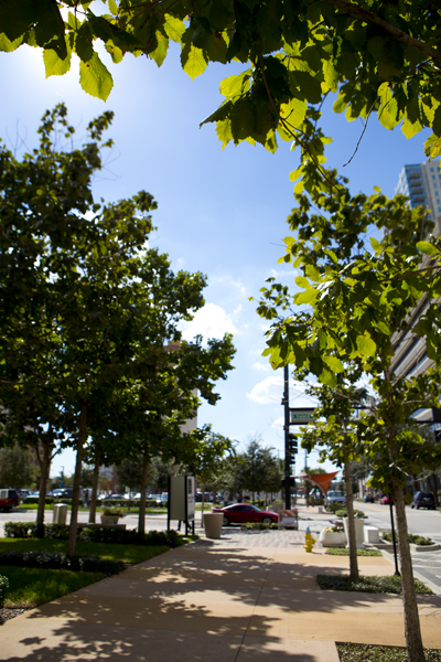 Tree-lined Zack Street. 