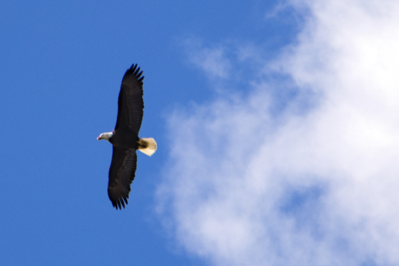 A bald eagle flies over the Florida Wildlife Corridor Expedition team. 