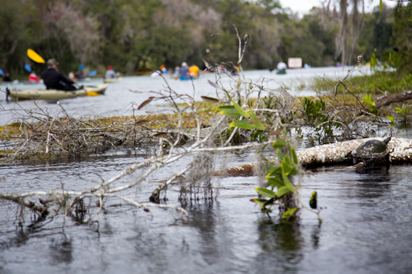 The Florida Wildlife Corridor Expedition Trail Mixer entised over 50 paddlers to join the team if only for a short distance.   