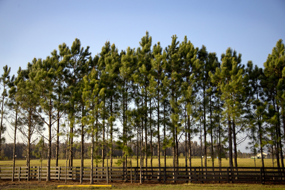 A stand of slash pine trees borders SR 54 west of Suncoast Pkwy. 